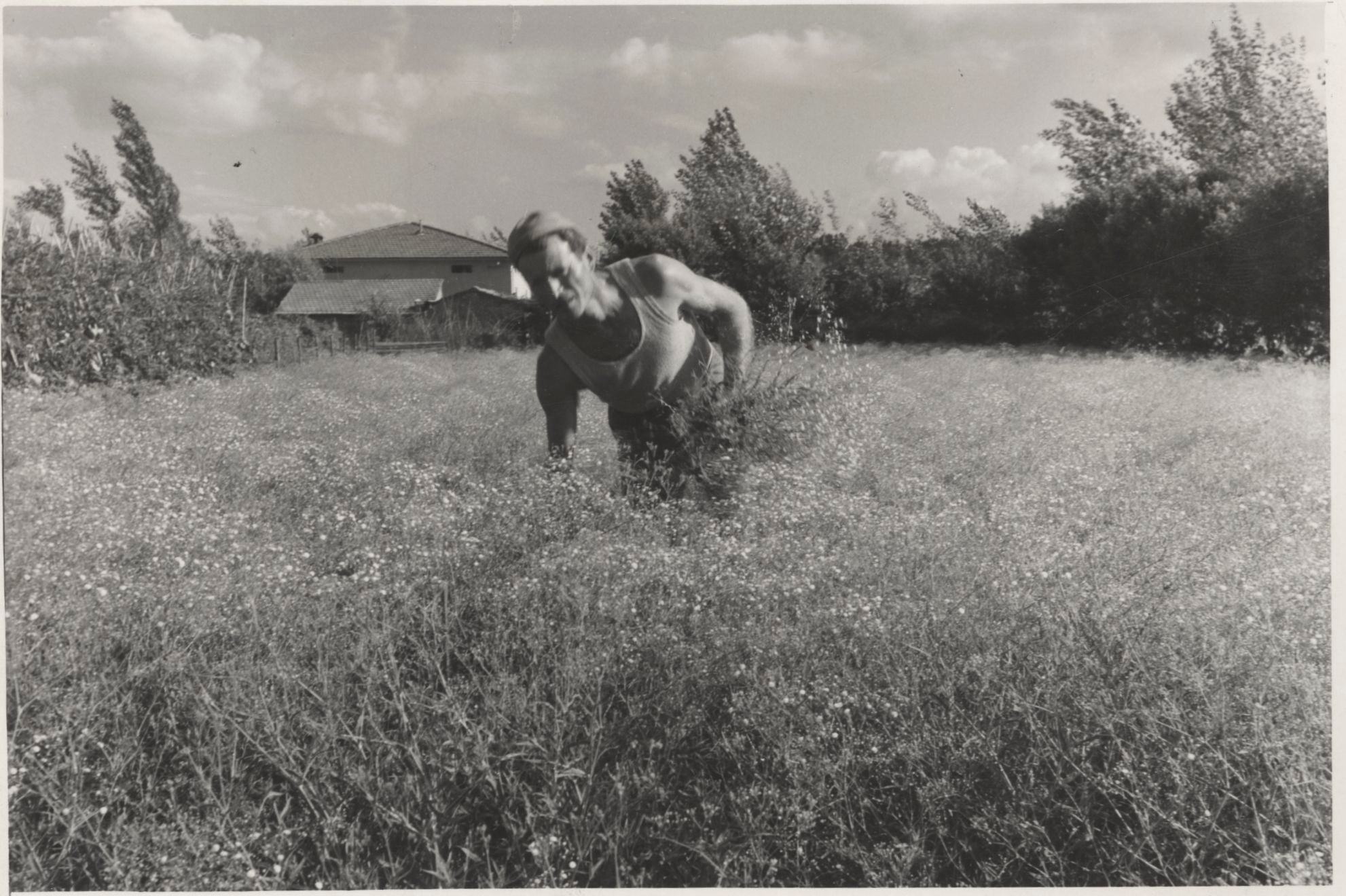 Raccolta della gypsophila in un appezzamento fuori Pescia, 1963