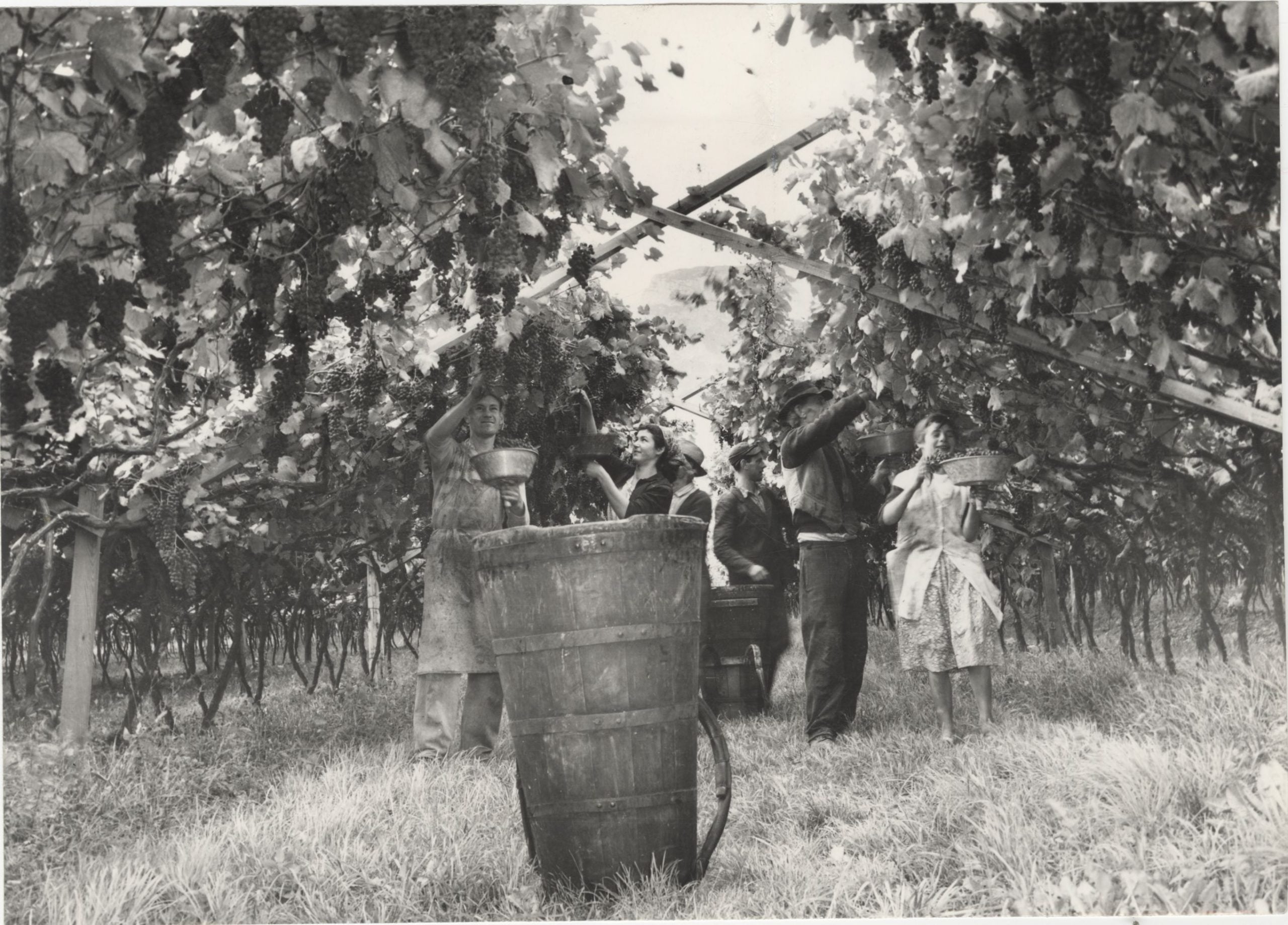 Viticoltura con sistema a pergola, Gardolo, 1959