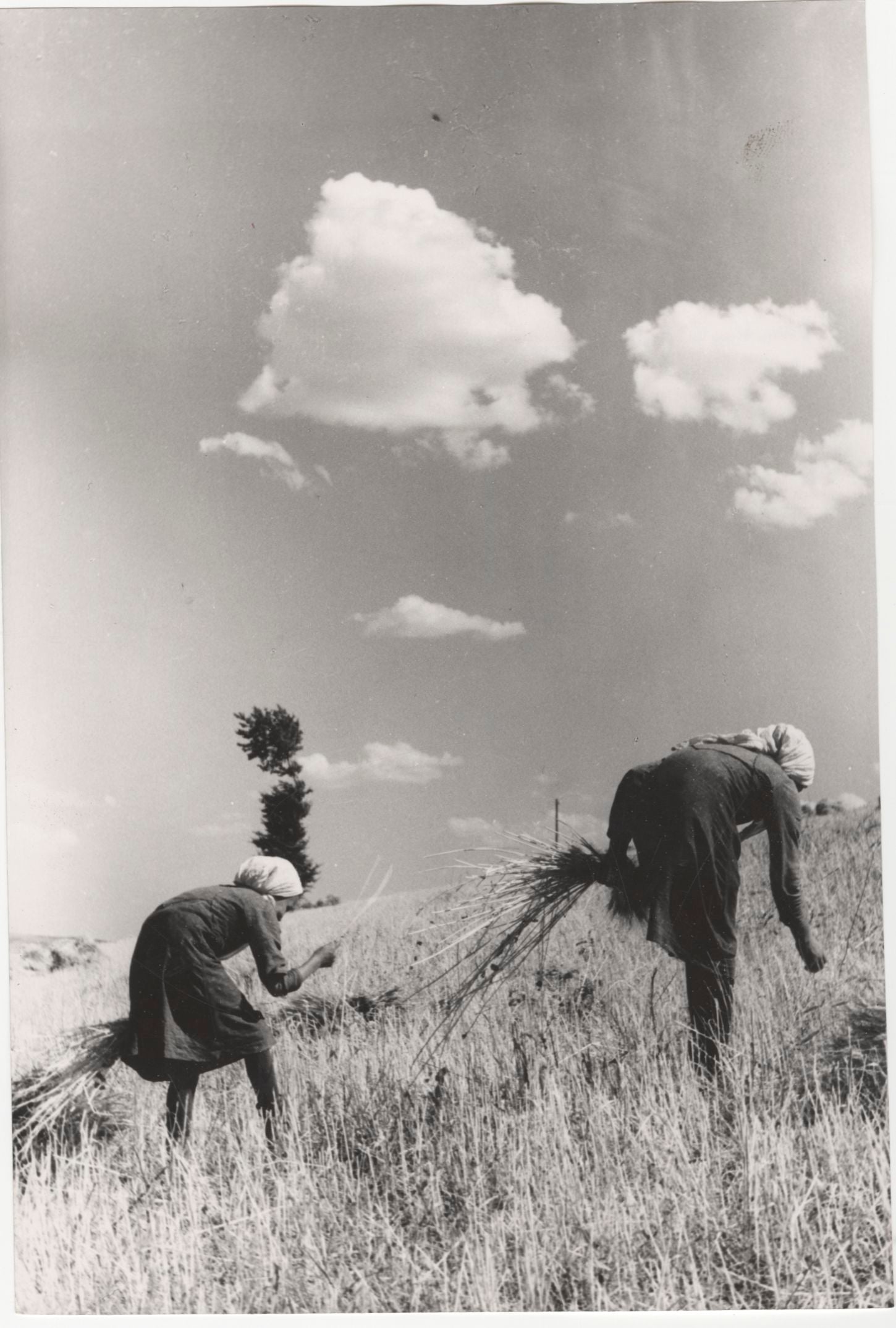 Spigolatura del grano in Puglia, ca, 1950