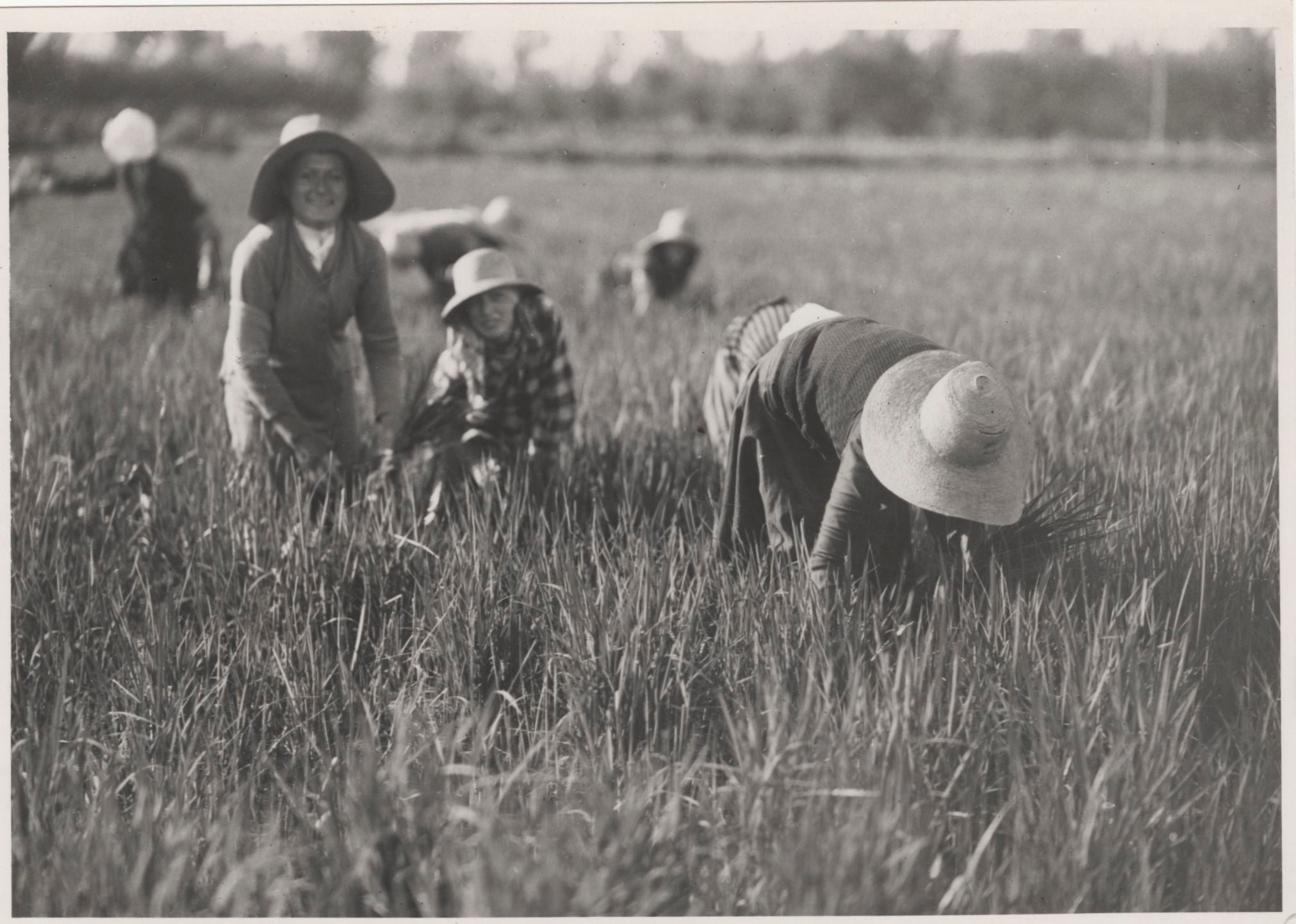 Una risaia in Piemonte, Domenico Riccardo Peretti Griva, ca. 1950