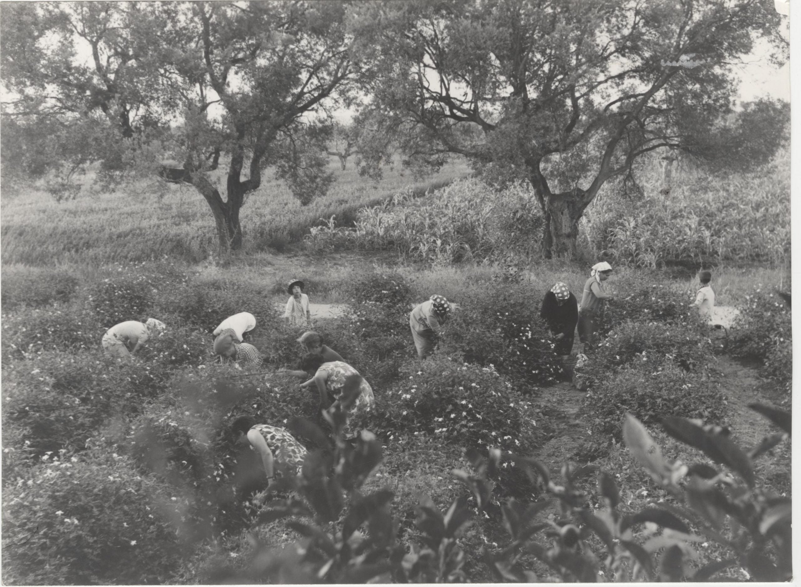Raccolta del gelsomino in una coltivazione nei pressi di Reggio Calabria, 1965