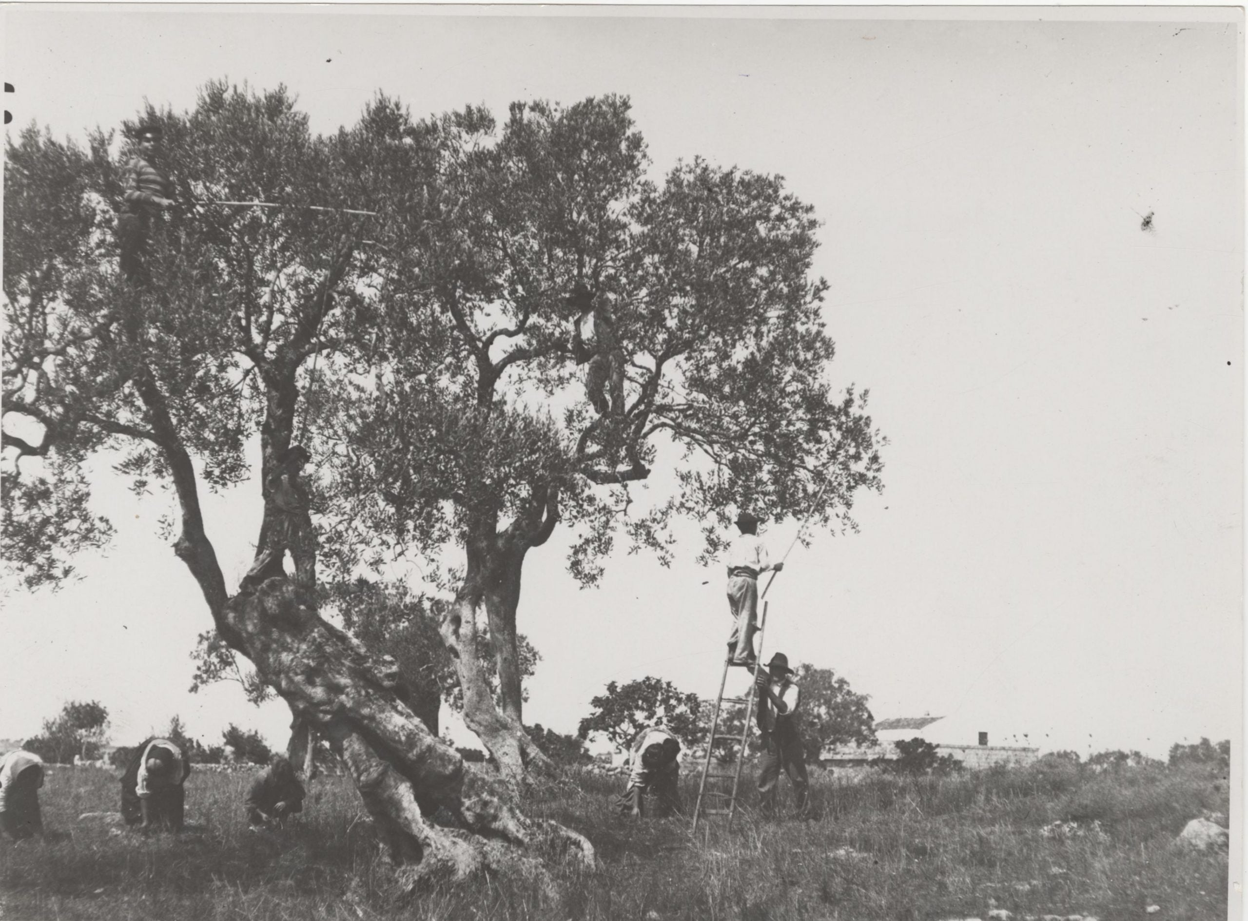 La battitura delle olive. ca. 1940