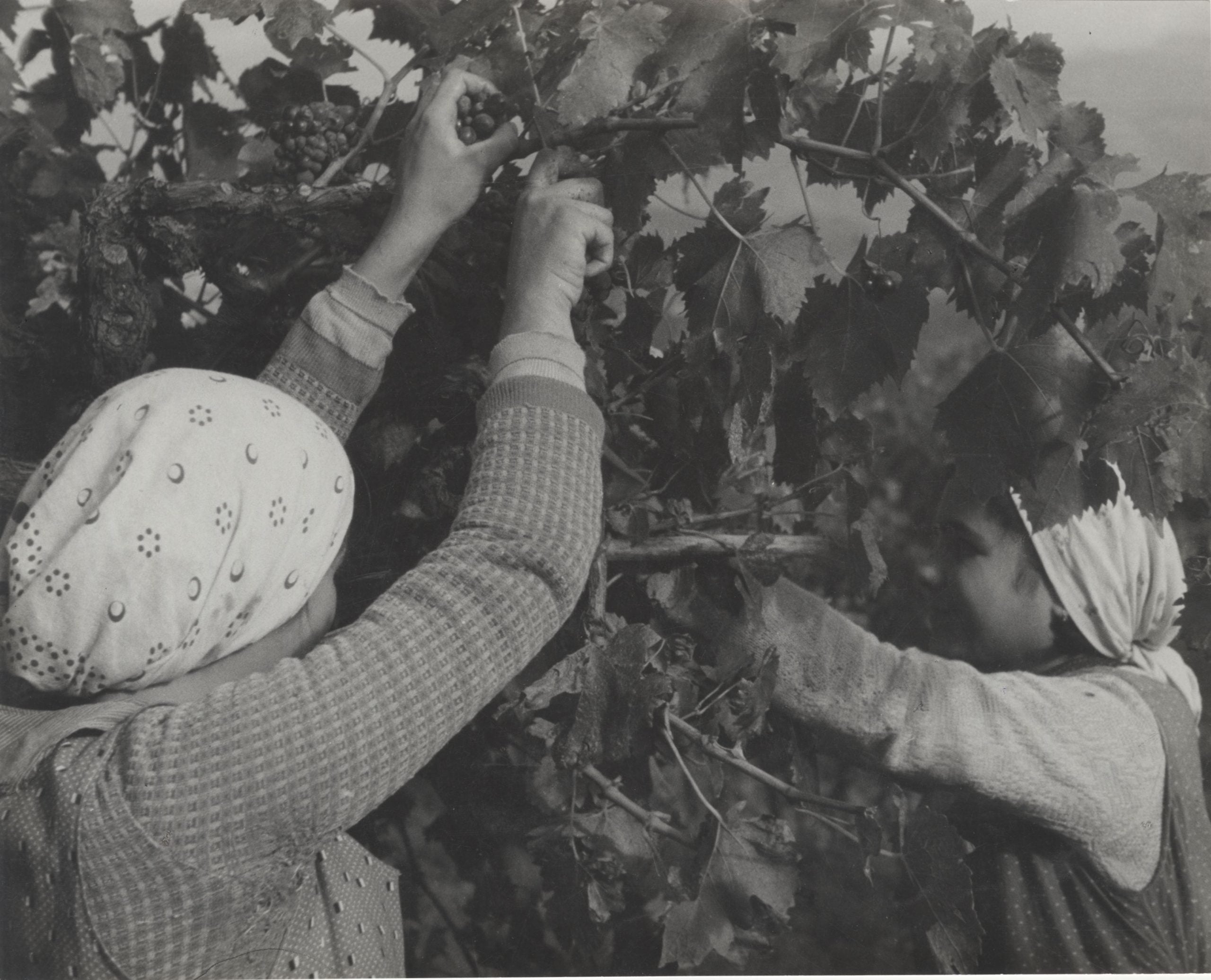 Raccolta dell'uva, 1940 ca.