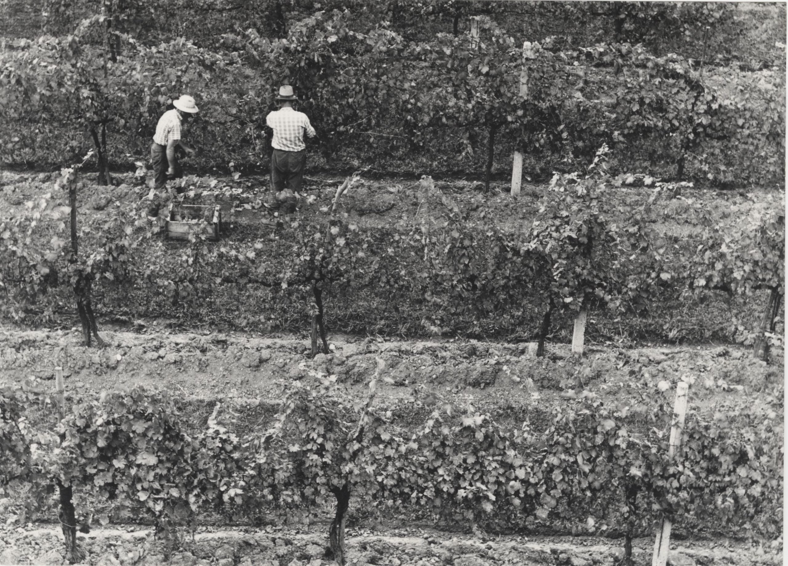 Vendemmia in un vigneto dei colli di Valdobbiadene, 1961
